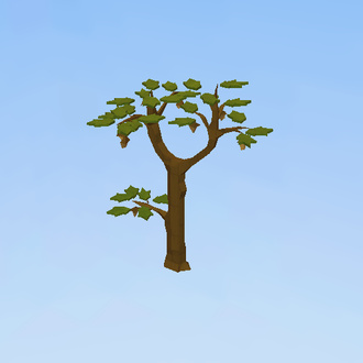 English oak