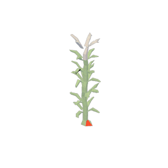 blood kelp 1