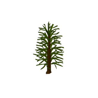 araucaria araucana