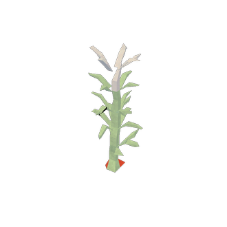 blood kelp 2