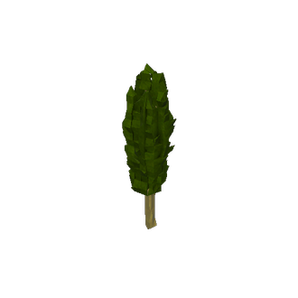 italian cypress