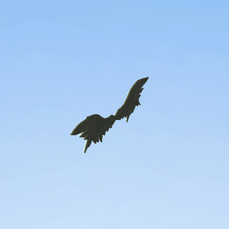 fly