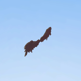 Wings