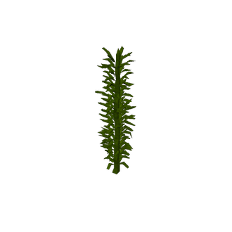 subnautica kelp 1