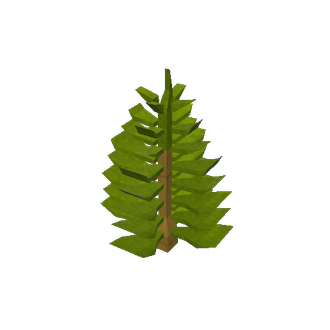 araucaria heterophylla